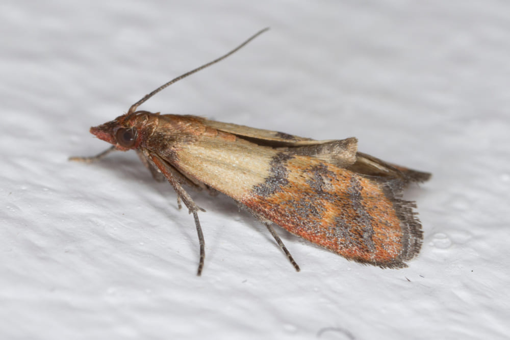 Plodia interpunctella