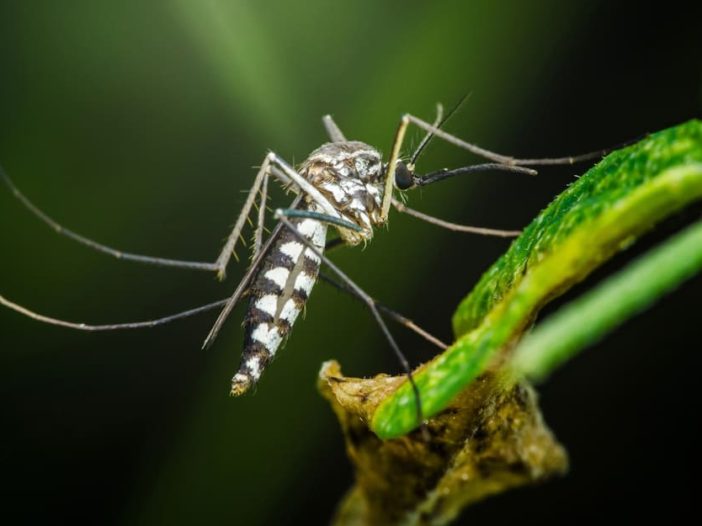 Aëdes albopictus