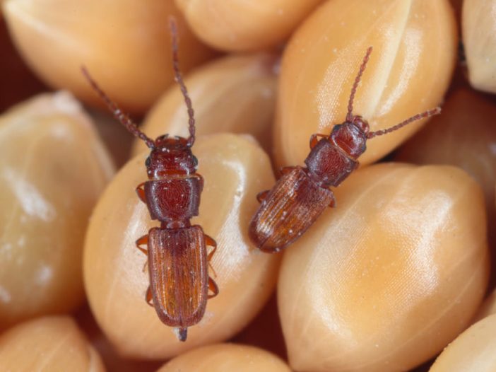 Cryptolestes ferrugineus