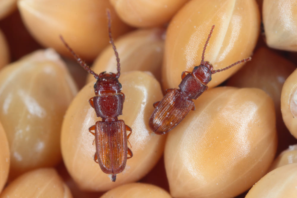 Cryptolestes ferrugineus