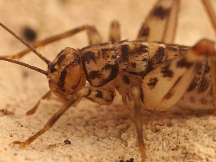 Gryllomorpha dalmatina
