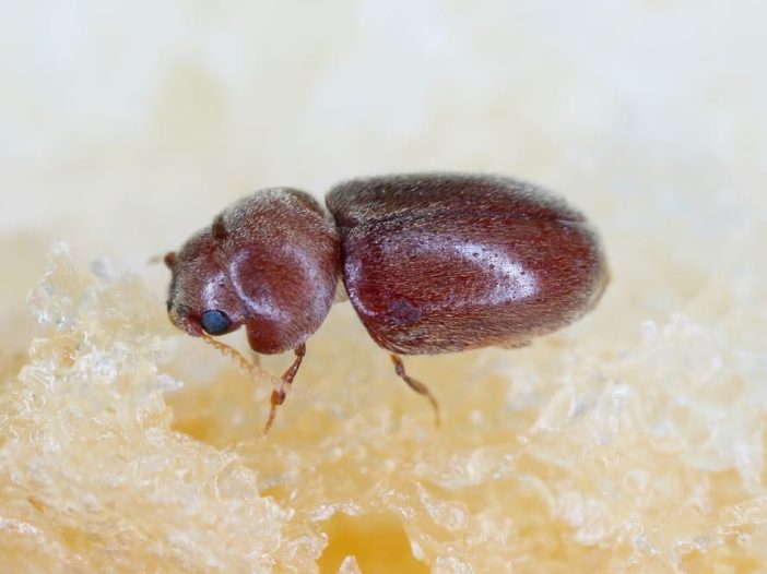 Lasioderma serricorne