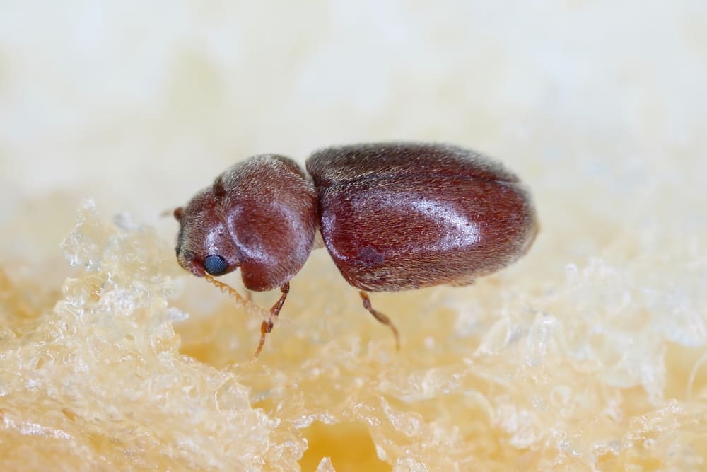 Lasioderma serricorne