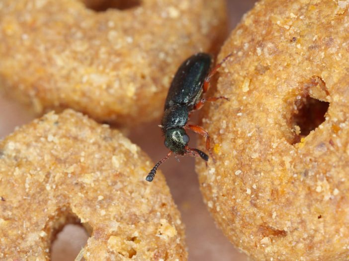 Necrobia rufipes