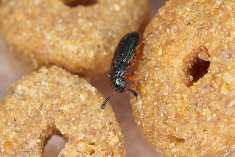 Necrobia rufipes