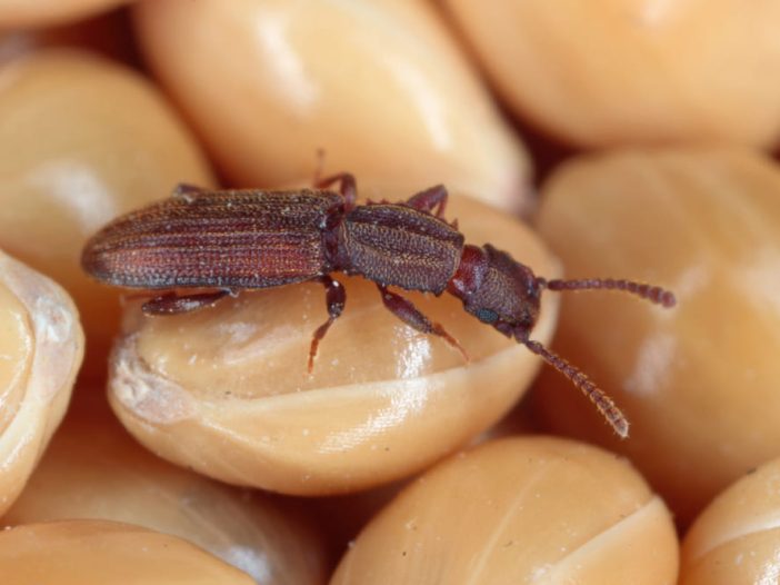 Oryzaephilus surinamensis