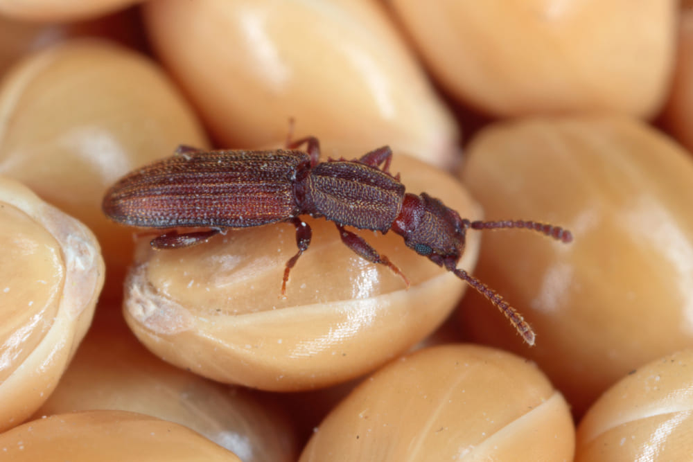 Oryzaephilus surinamensis