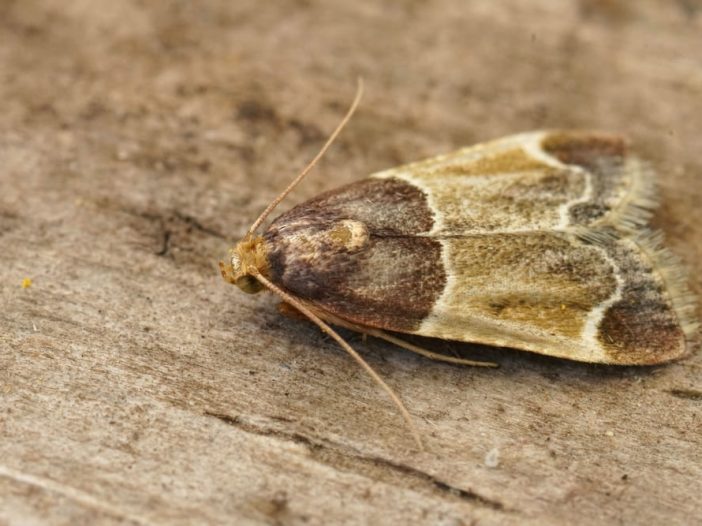 Pyralis farinalis