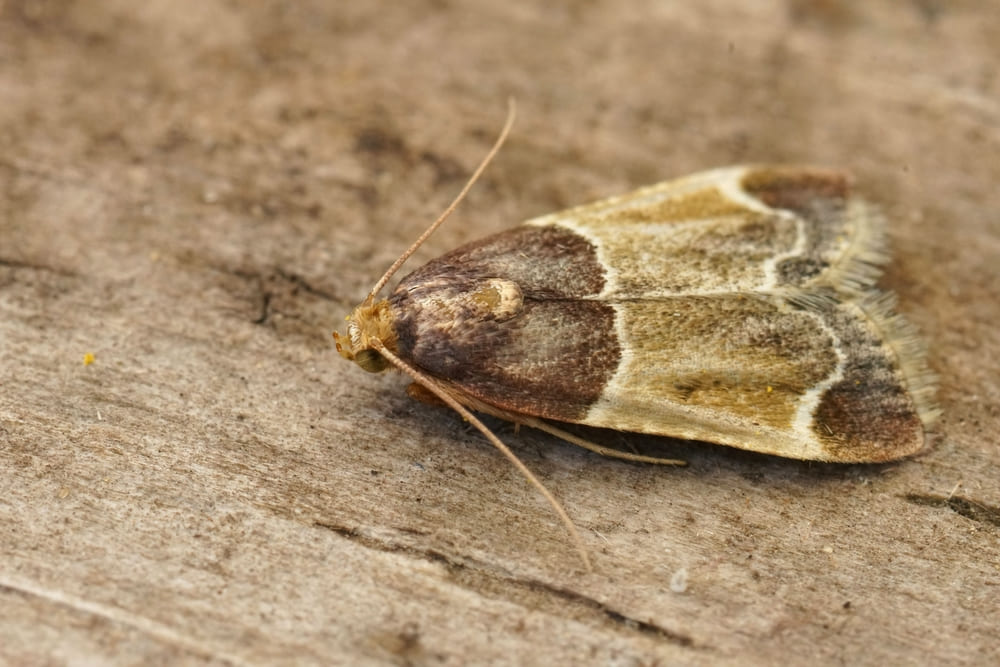 Pyralis farinalis