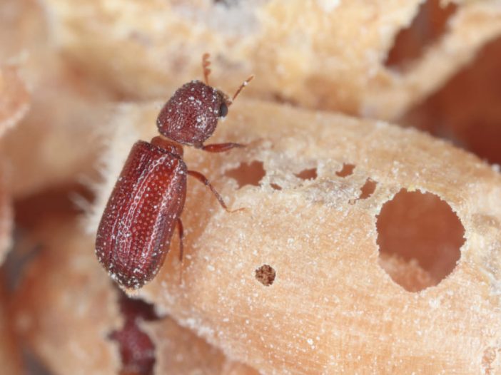 Rhyzopertha dominica