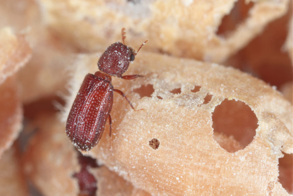 Rhyzopertha dominica