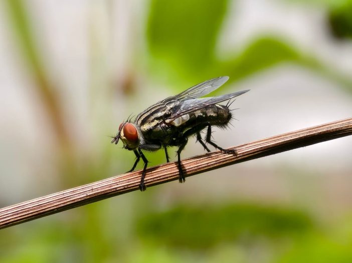Sarcophaga carnaria