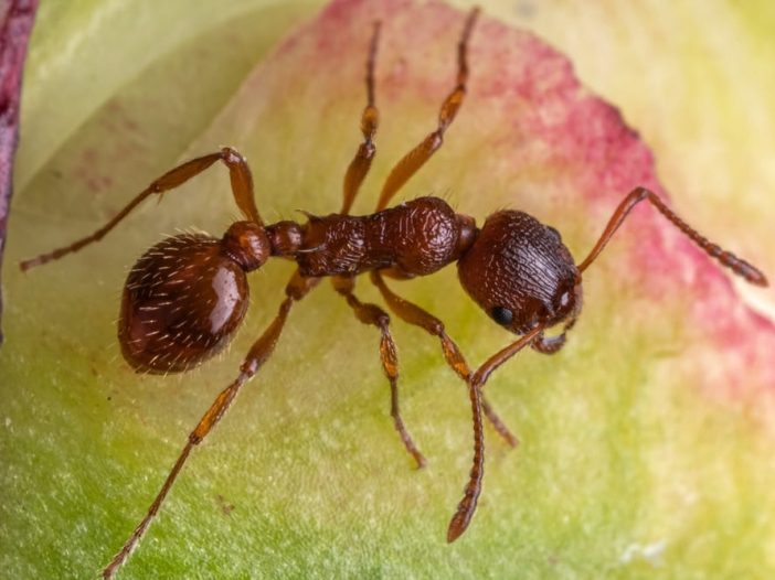 Solenopsis invicta