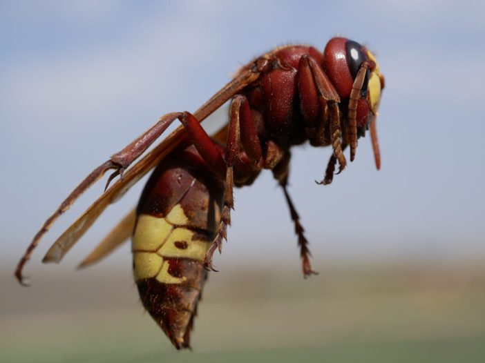 Vespa orientalis