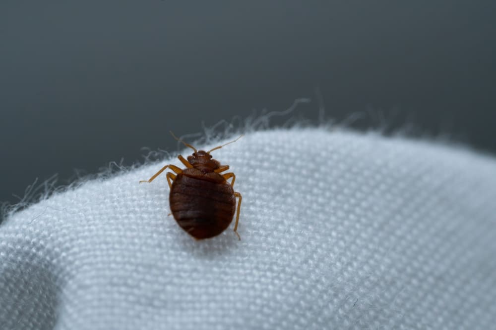 Cimex lectulariu
