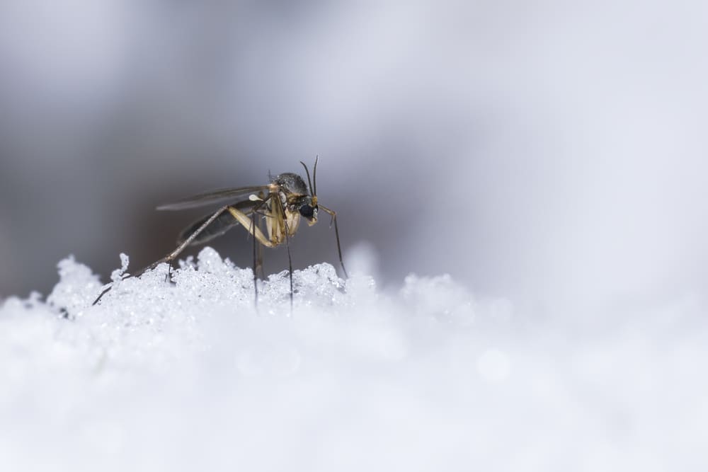 zanzare inverno