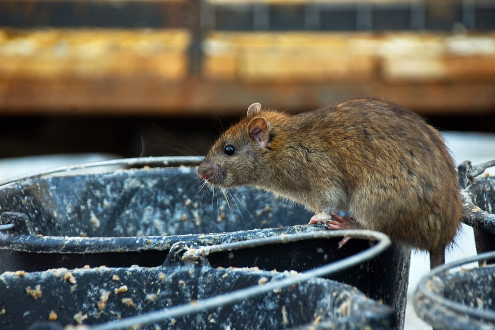 La presenza dei roditori e altri infestanti in relazione alla presenza dei rifiuti