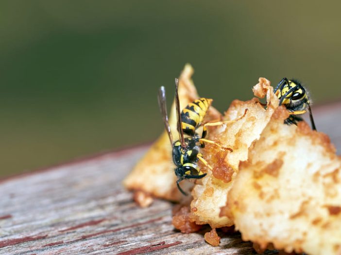 Vespula vulgaris