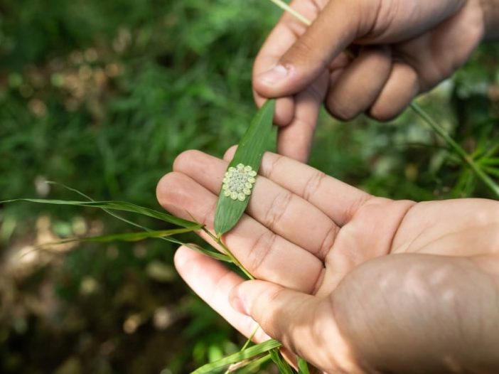Integrated Pest Management