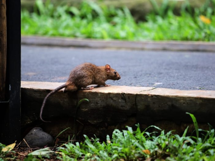 Il ratto come indicatore biologico