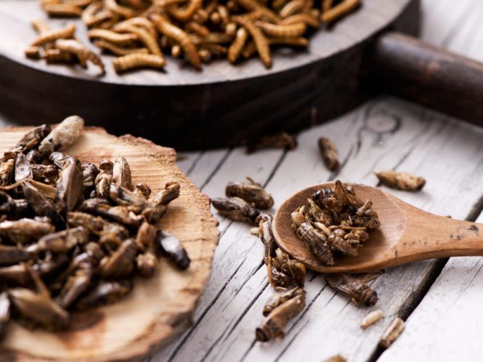 insetto catena alimentare