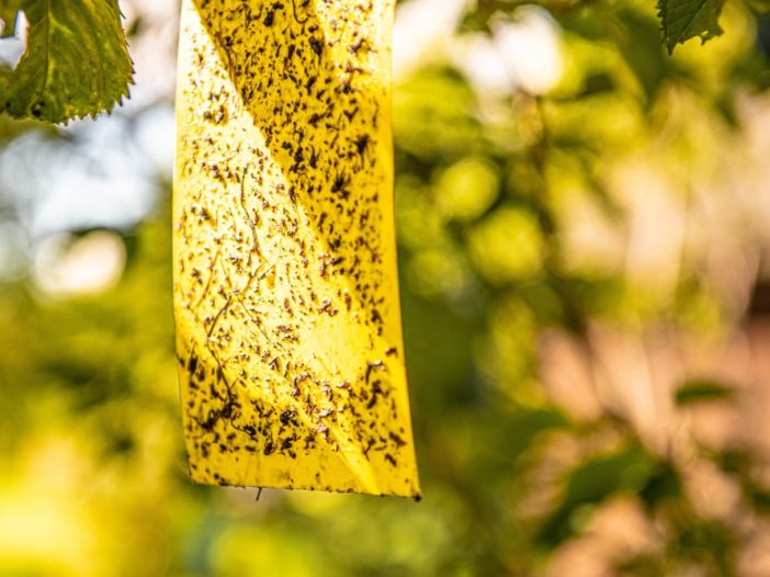 Impiego corretto delle trappole a cattura con attrattivi naturali nella lotta alle mosche