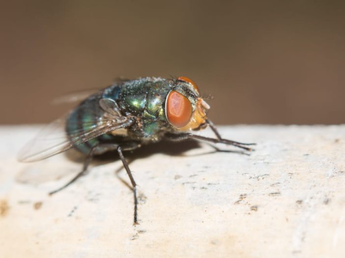 Mosche sotto controllo - strategie vincenti di lotta integrata