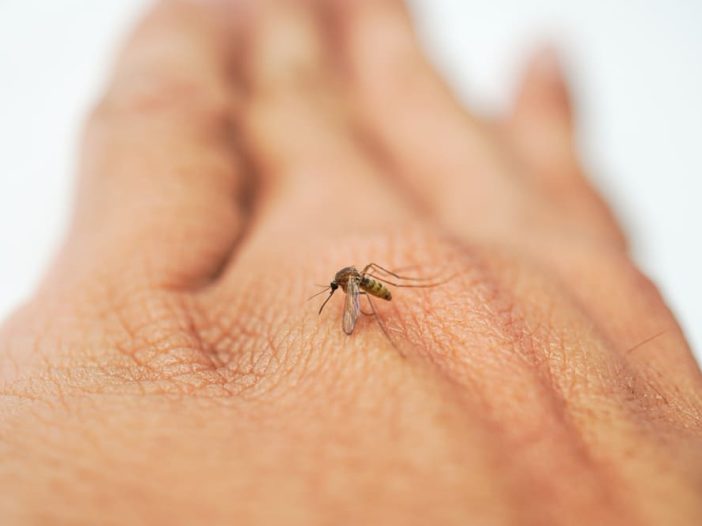 Perché ancora oggi si muore a causa delle zanzare