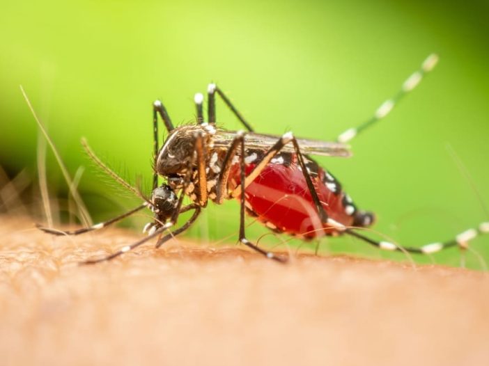 Primo piano di una zanzara Aedes che punge la pelle umana