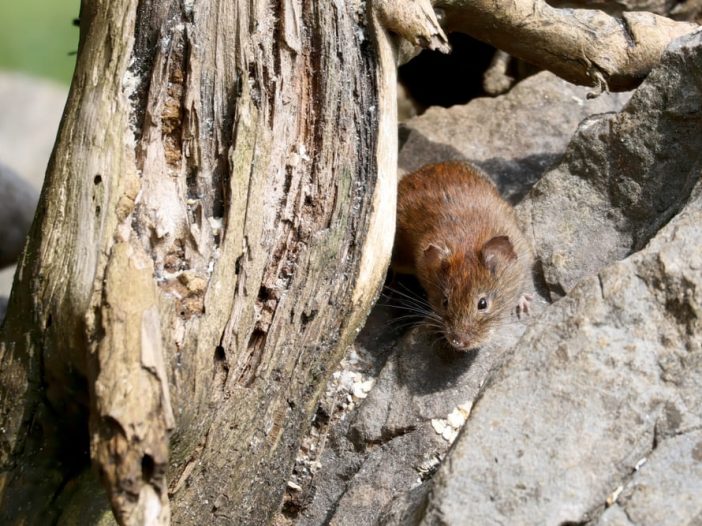Hantavirus e Pest Management