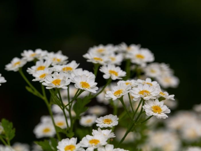 Piretro naturale