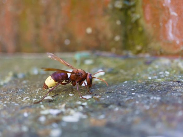 vespa orientalis
