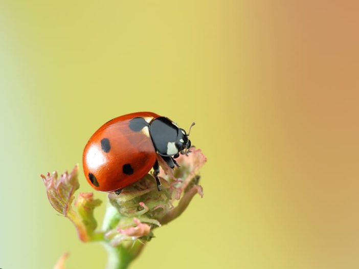 Insetti dell’erba