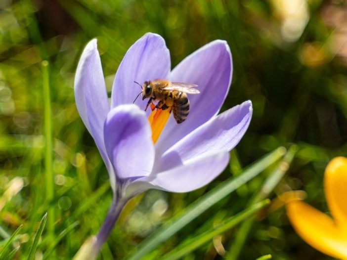 Quanti sono gli insetti? Il gruppo animale più numeroso del pianeta