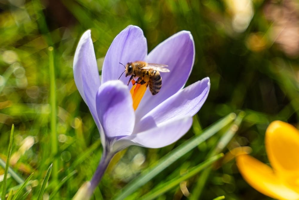 Quanti sono gli insetti? Il gruppo animale più numeroso del pianeta