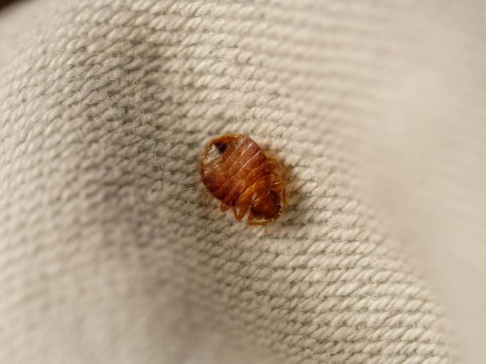 Cimex lectularius